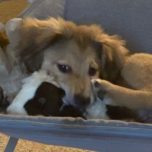 Meet your Posher, Sophia